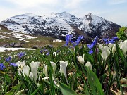 05 Crocus vernus (Zafferano maggiore) e Scilla bifolia (Scilla silvestre) con vista in Cimetto-Cima Foppazzi-Cima Grem